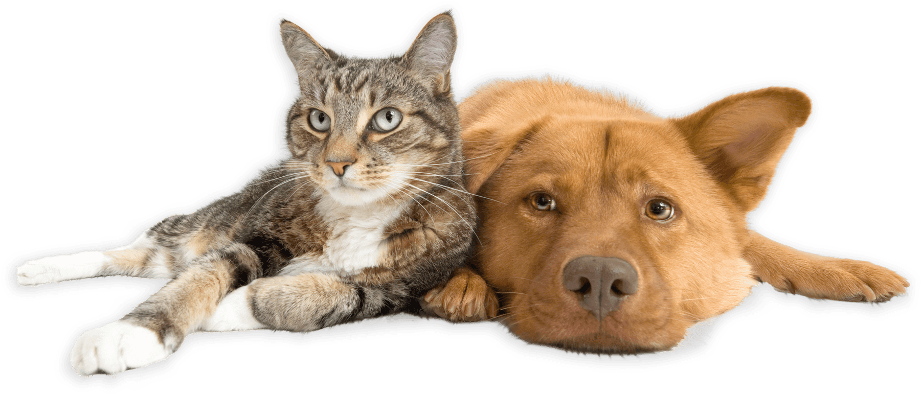 Banner Image displaying a Cat and a Dog